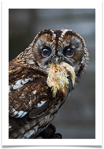 Tawny Owl with Chicken Dinner. (Gauntlet) - Richard Nicholls